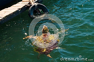 Sea Turtle, coming up to the top for food Stock Photo