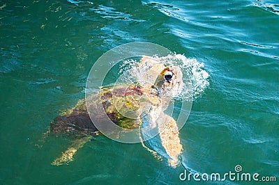 Sea Turtle, coming up to the top for food Stock Photo