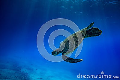 Turtle underwater against blue water Stock Photo