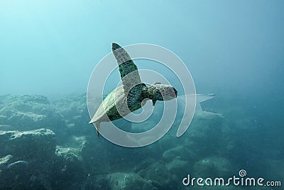 Sea Turtle eat plastic bag ocean pollution Stock Photo