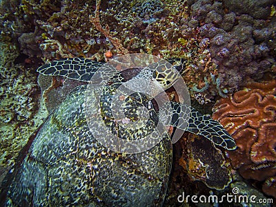 Sea turtle Stock Photo