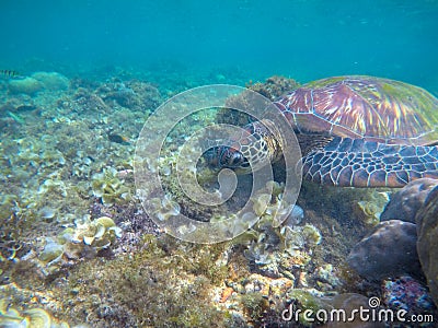 Sea turtle eats seaweed. Exotic marine turtle on sea bottom photo. Oceanic animal in wild nature Stock Photo