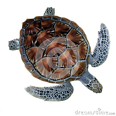 Sea turtle Stock Photo