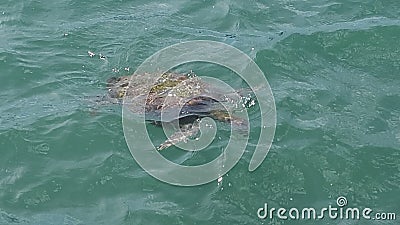 Sea turtle im BÃºzios Brazi Stock Photo