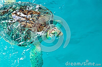 Sea Turtle Stock Photo