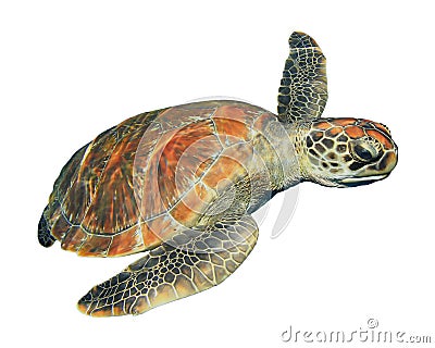 Sea turtle isolated Stock Photo