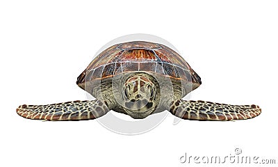 Sea Turtle Isolated Stock Photo