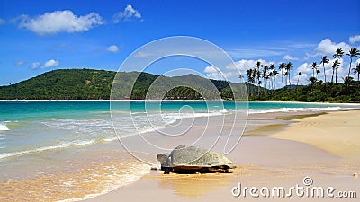 Sea turtle on Nacpan beach. El Nido Stock Photo