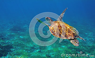 Sea turtle in ocean closeup. Tropical sea animal underwater photo. Marine tortoise undersea Stock Photo