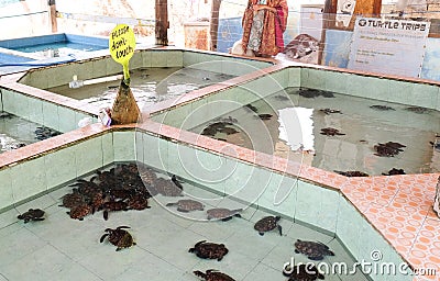 Sea turtle sanctuary in Gili Meno island Editorial Stock Photo