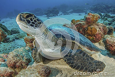 Sea turtle Stock Photo