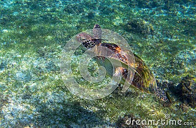 Sea turtle in seaweed of tropical lagoon. Green turtle swim underwater photo. Wild marine animal in natural environment Stock Photo
