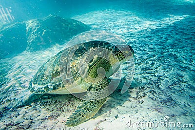 Sea Turtle Superfamily Stock Photo