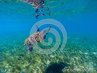 Sea turtle swim in water of tropical lagoon. Green turtle underwater photo. Wild marine animal in natural environment Stock Photo