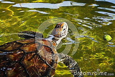 Sea turtle swimming in farm pond Stock Photo