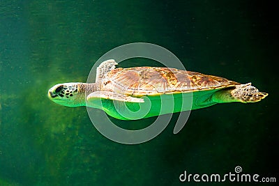 sea turtle swimming in museum aquarium. Stock Photo