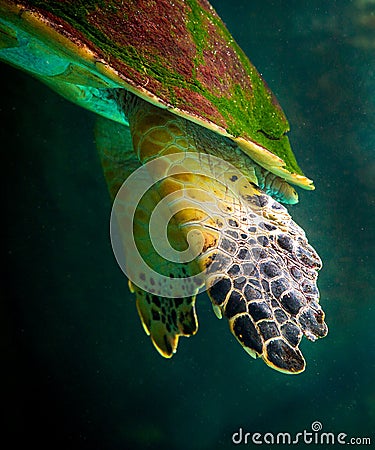 sea turtle swimming in museum aquarium. Stock Photo