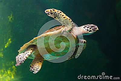 Sea turtle swimming in museum aquarium. Stock Photo