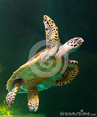 sea turtle swimming in museum aquarium. Stock Photo
