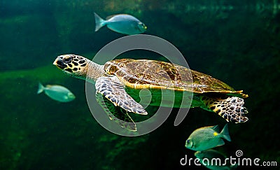 sea turtle swimming in museum aquarium. Stock Photo