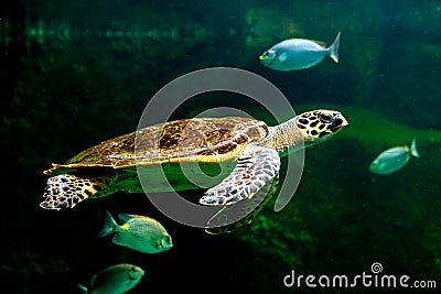 sea turtle swimming in museum aquarium. Stock Photo