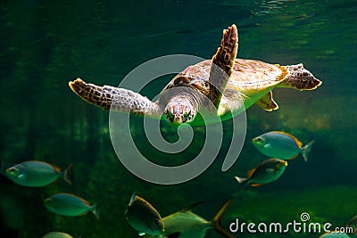 sea turtle swimming in a museum aquarium. Stock Photo