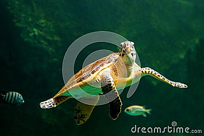 sea turtle swimming in a museum aquarium. Stock Photo