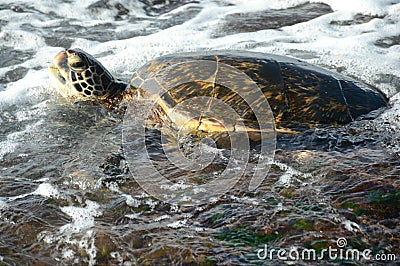 Sea Turtle Swimming In Roiling Surf Stock Photo
