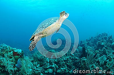 Sea turtle swimming underwater Stock Photo