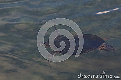 Sea Turtle Swimming Underwater Stock Photo