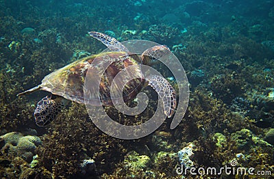 Sea turtle swims above seaweed. Tropical island seashore nature Stock Photo