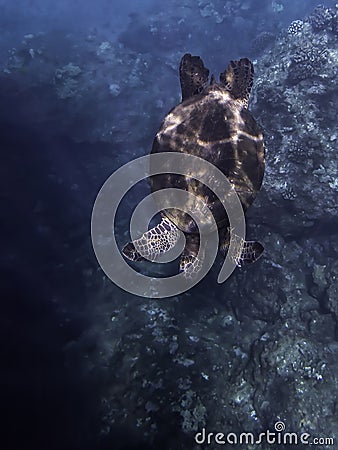 Sea Turtle Swims Below Camera In Morning Sunlight Stock Photo