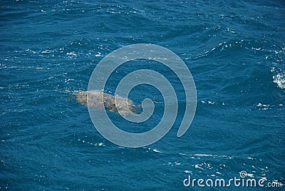 Sea turtle swims in the Mediterranean Sea near the Turkish city of Kemer Stock Photo
