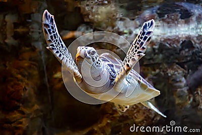 Sea turtle swims under water Stock Photo