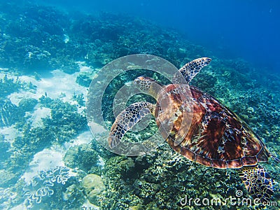 Sea turtle in tropical seashore underwater photo. Cute green turtle undersea. Stock Photo
