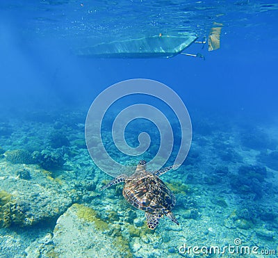 Sea turtle under boat. Wild turtle swims underwater in blue tropical sea. Stock Photo