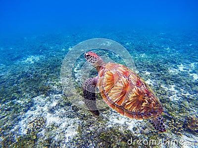 Sea turtle underwater closeup. Green sea turtle closeup. Endangered species of tropical coral reef. Stock Photo