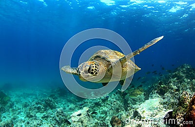 Sea turtle underwater Stock Photo