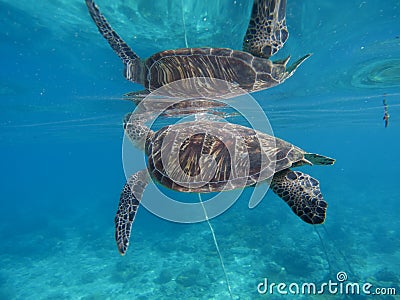 Sea turtle underwater with its reflection in water surface. Green turtle closeup. Stock Photo