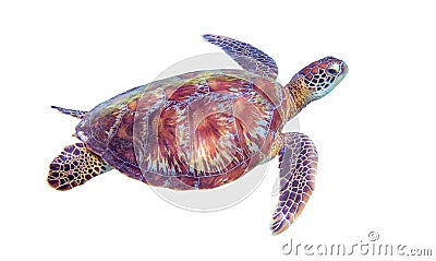 Sea turtle on white background. Marine tortoise isolated. Green turtle photo clipart. Stock Photo