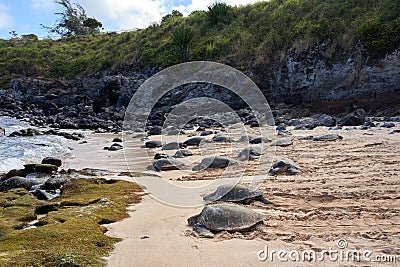 Sea Turtles, Honu, resting on the beach on the Hawaiian Island of Maui. Stock Photo