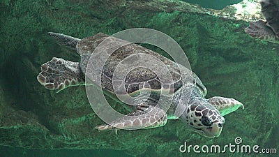 Sea Turtles And Other Marine Life Stock Photo