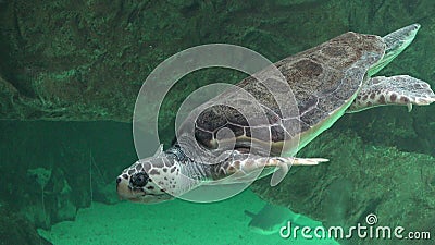 Sea Turtles And Other Marine Life Stock Photo