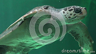 Sea Turtles Reptiles And Wildlife Stock Photo