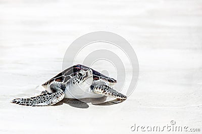 Sea Turtles Stock Photo