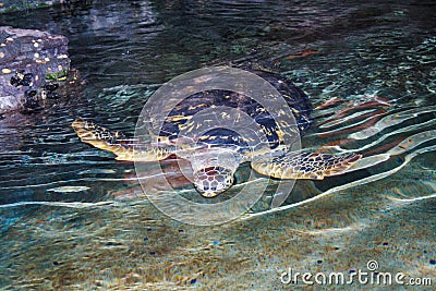 Sea turtles Stock Photo