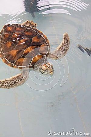 Sea turtles swim Stock Photo
