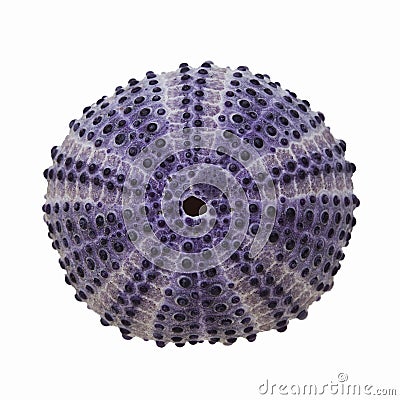 Sea Urchin Stock Photo