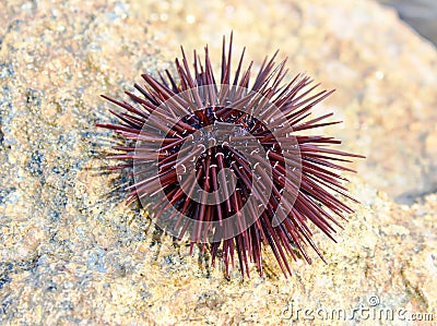 Sea urchin Stock Photo