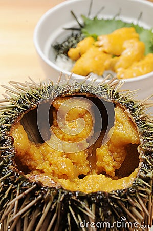 Sea urchin Stock Photo